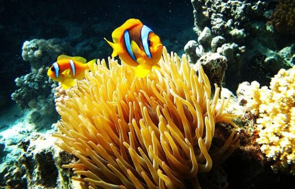 Snorkeling Trip To Marsa Mubarak ( Marsa Alam)