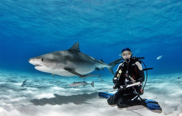 Dive With Sharks In Hurghada Grand Aquarium