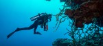 Scuba Diving in Hurghada: Sites, Tips & What to Expect